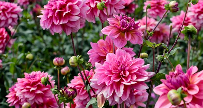 Grupo Empresarial Americaflor Acreencias